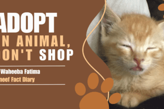 Adopt an Animal Don't Shop