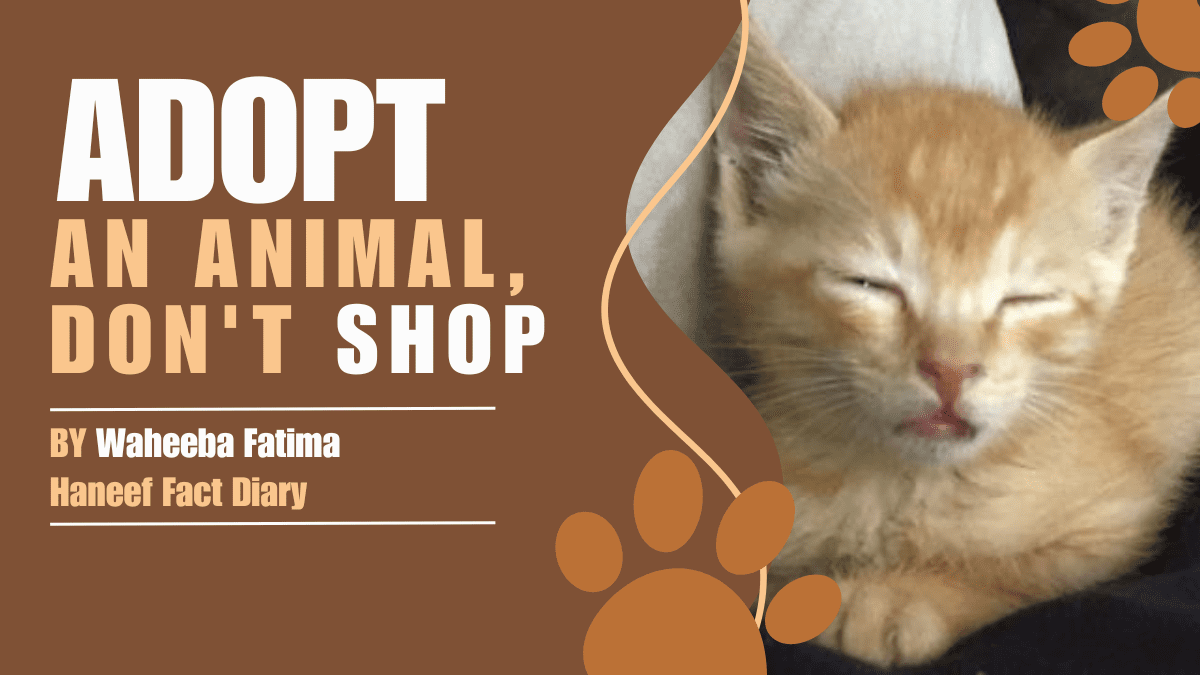 Adopt an Animal Don't Shop